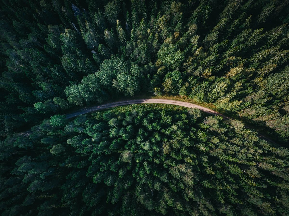 Campaña Reforestemos - Cupertino